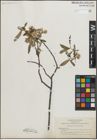 Foto von Salix lemmonii Bebb